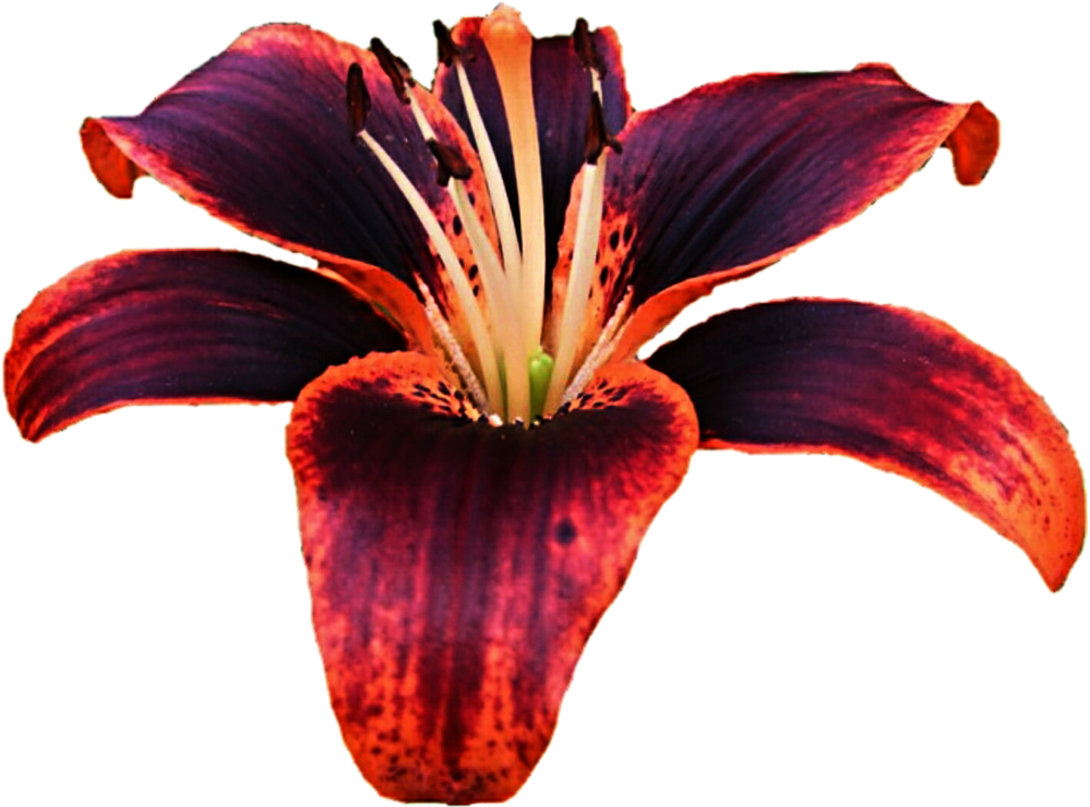 Dark Red Lily Flower Isolated PNG
