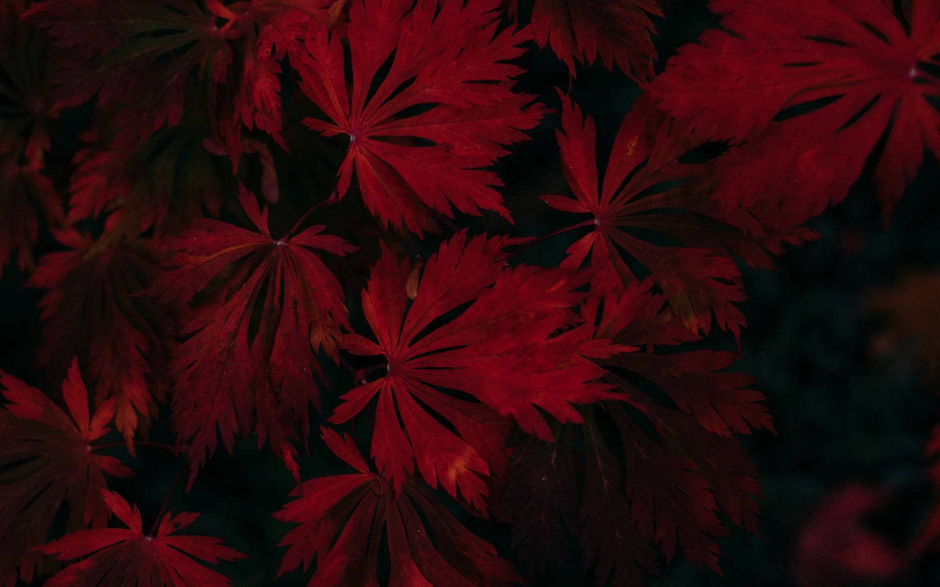 Dark Red Maple Leaves Wallpaper