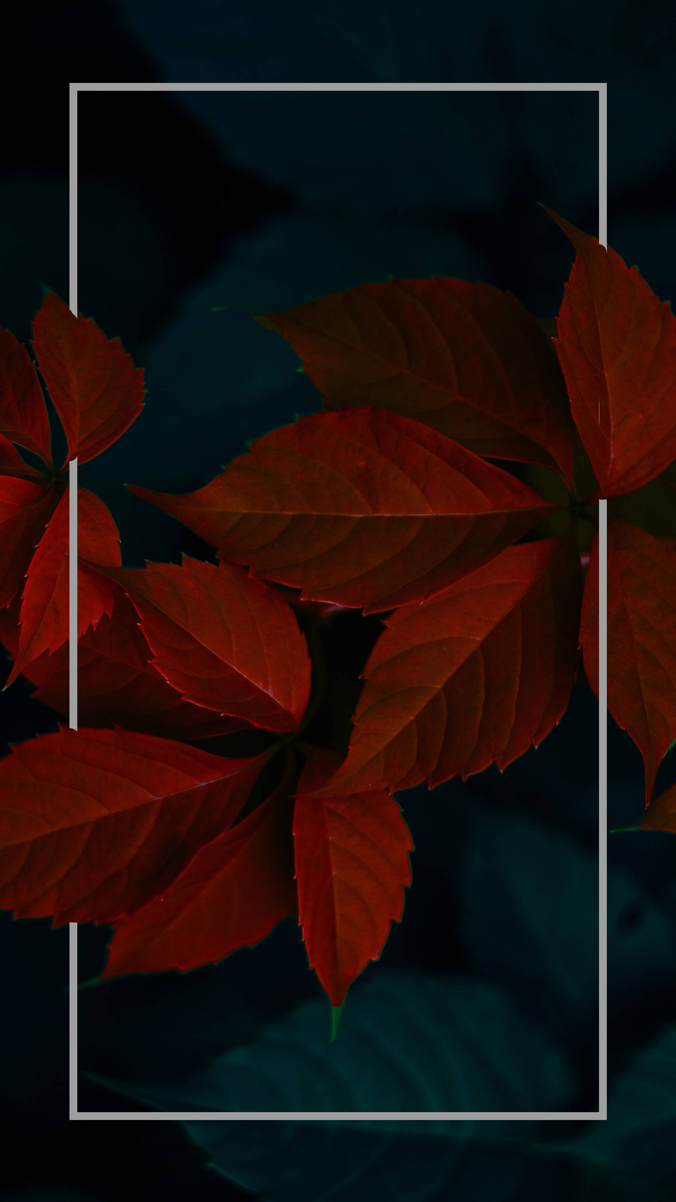 Dark Red Minimalist Plant Leaves Wallpaper