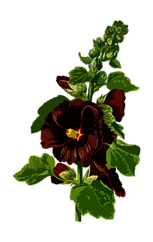 Dark Red Pansy Flower Art PNG