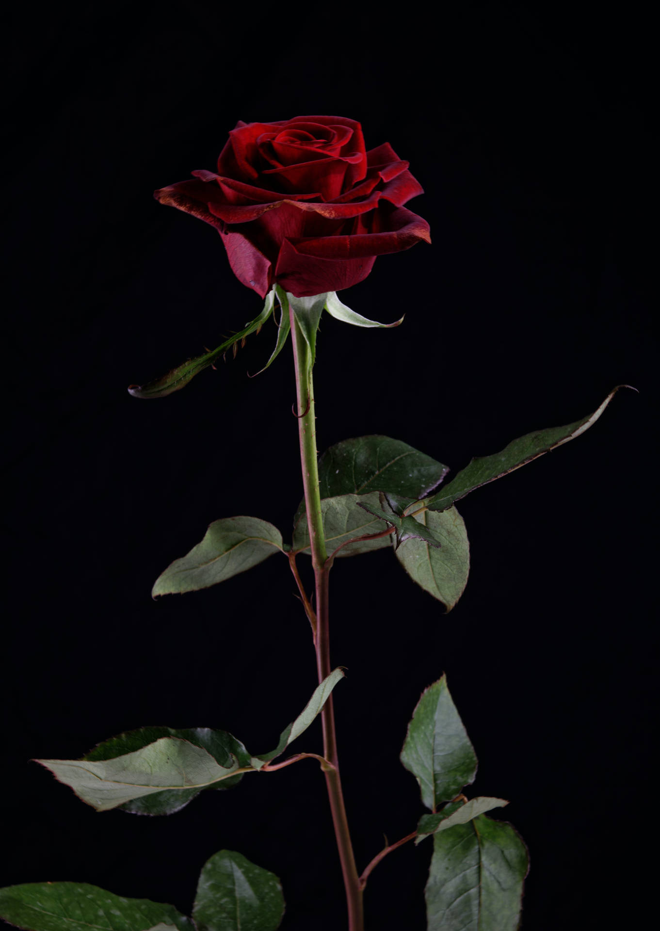 Sort rød rose blomst Android Live Wallpaper Wallpaper