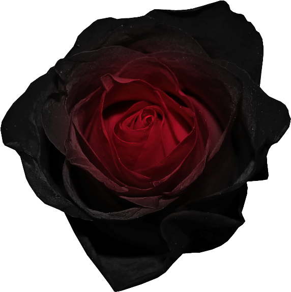 Dark Red Rose Image PNG