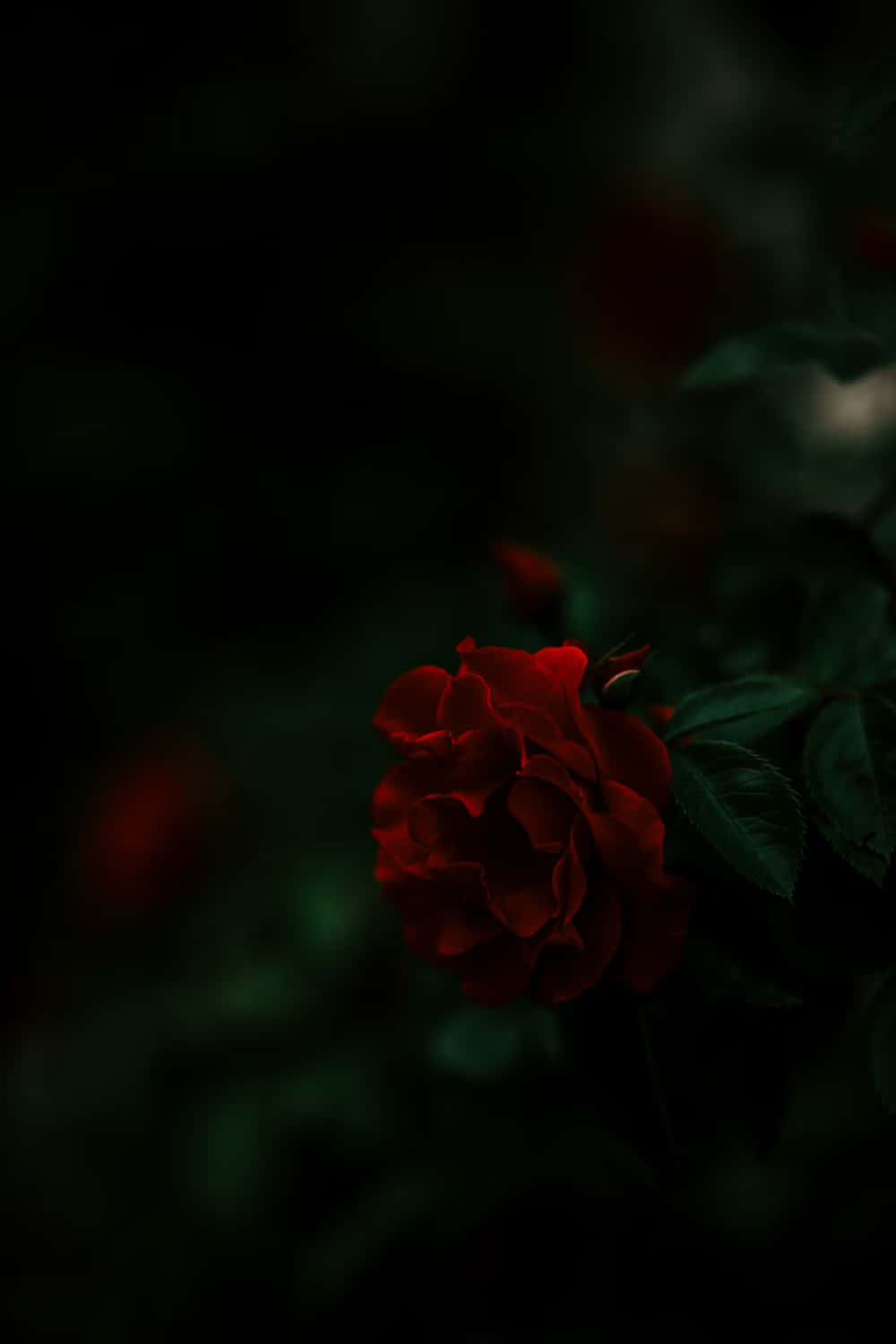 Dark Red Rose Moody Backdrop.jpg Wallpaper