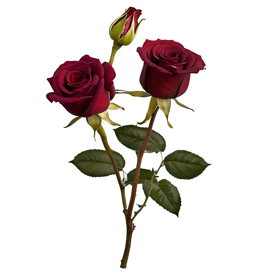 Dark Red Rose Png Tfy80 PNG