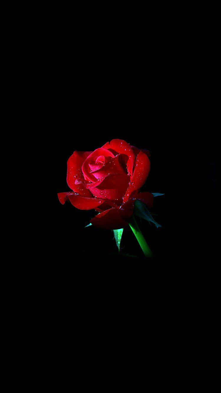 Rose Rouge Foncée Sur Fond Noir.jpg Fond d'écran