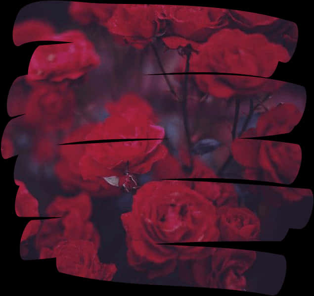 Dark Red Roses Aesthetic Overlay PNG