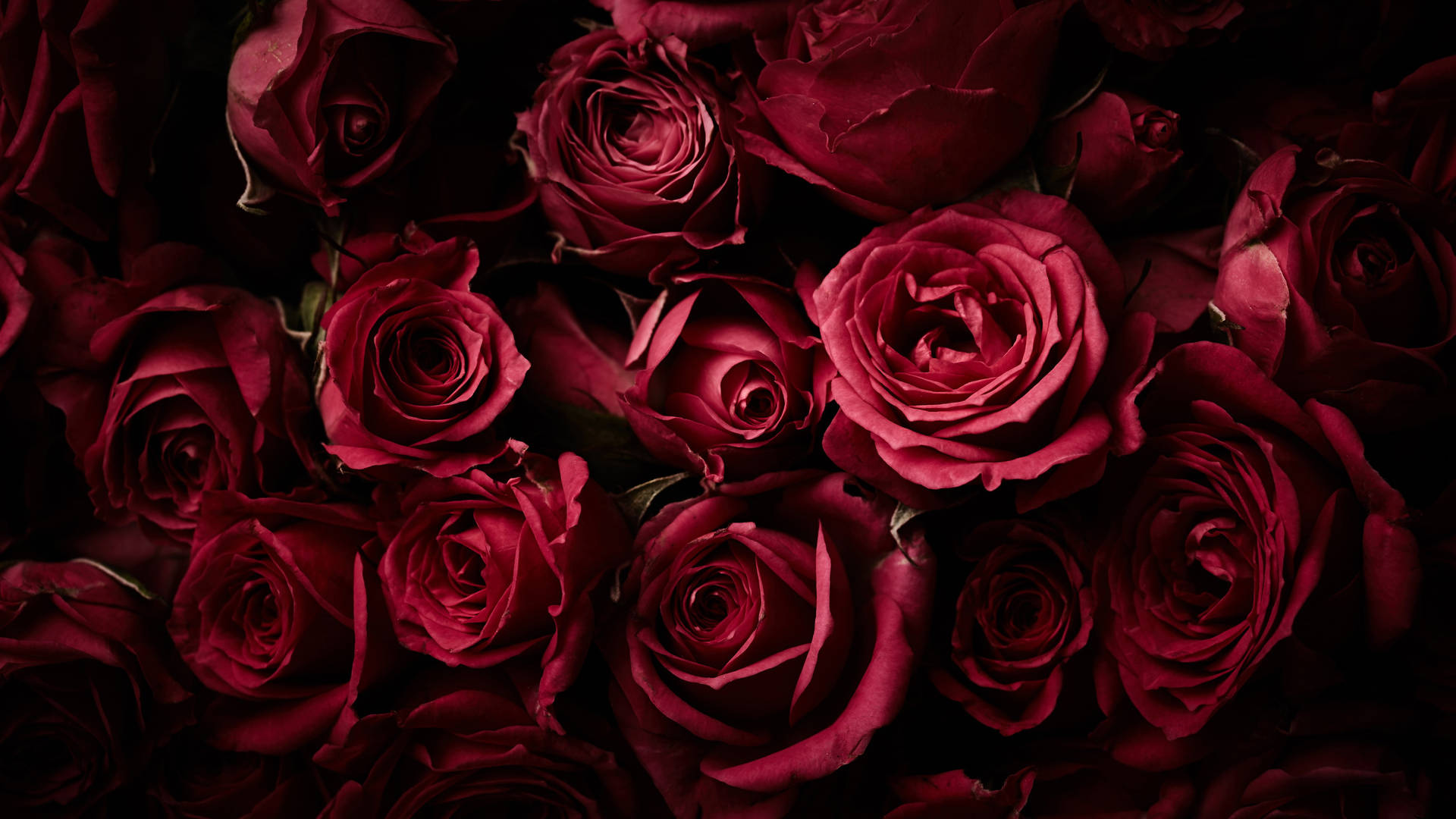 Mørk rød roser baggrund fyldt 4K HD tapet Wallpaper