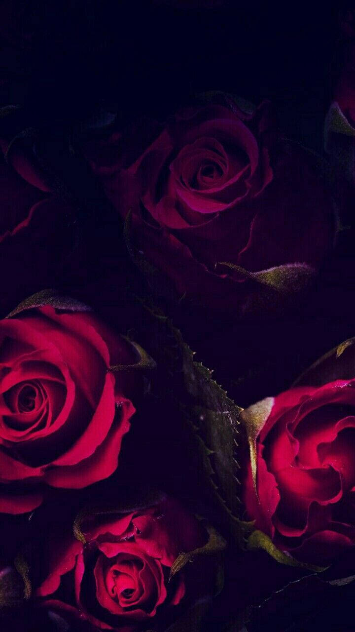 Mørk røde roser iphone baggrund Wallpaper