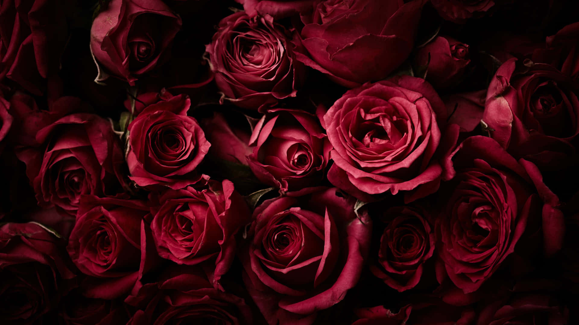 Dark Red Roses4 K Background Wallpaper