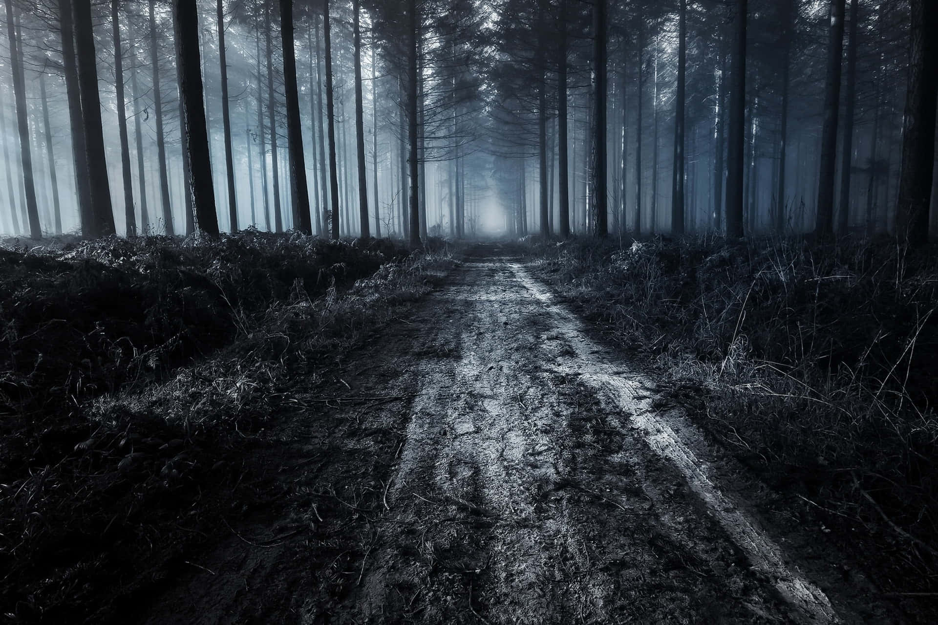 Enigmatic Forest Road at Night Wallpaper