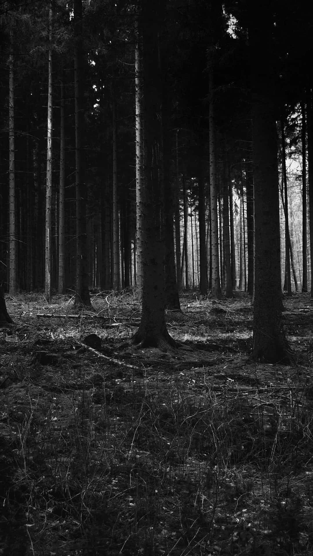Scene: Mørk, Skræmmende og Skræmmende Skov Scene Wallpaper