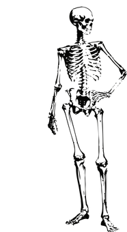 Dark Silhouetteof Human Skeleton PNG