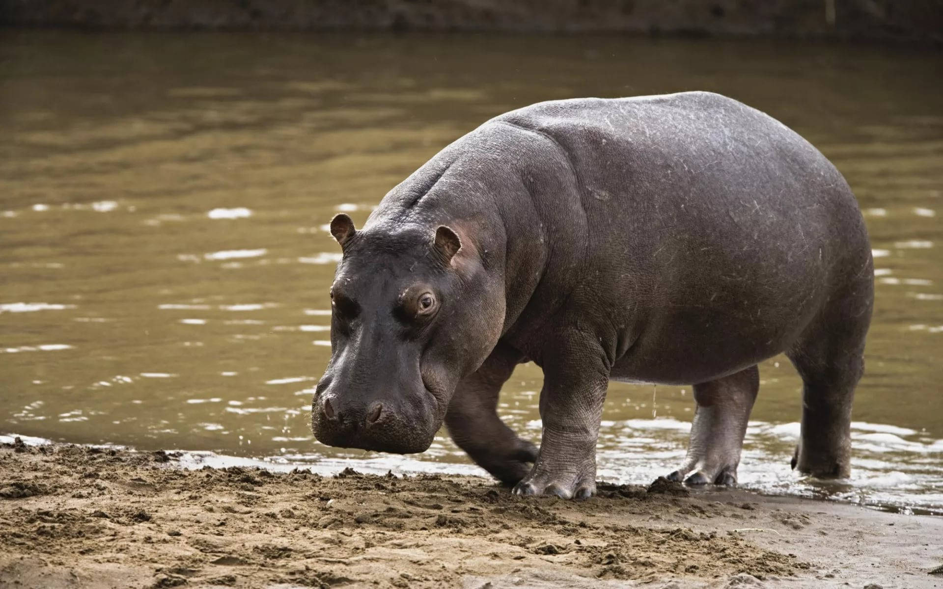 Dark-skinned Hippopotamus