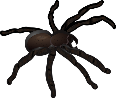 Dark Spider Illustration PNG