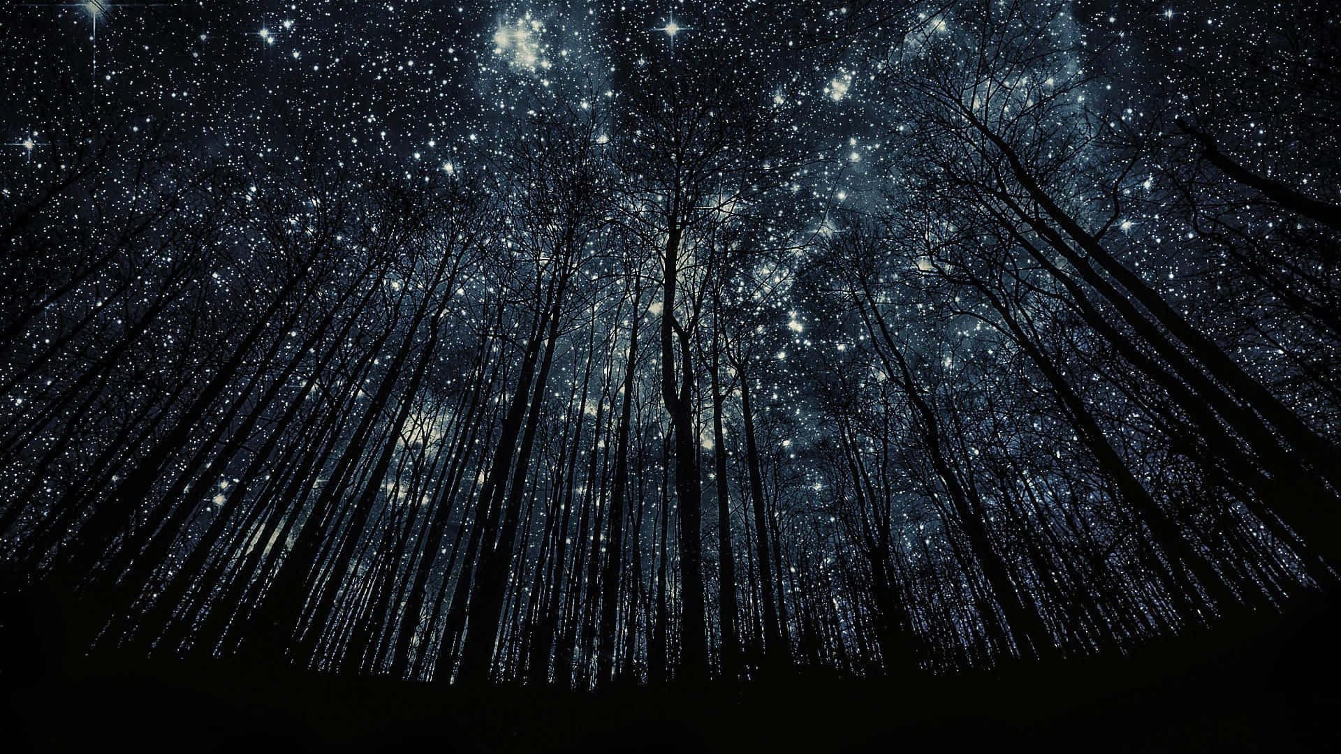 A Forest With Stars In The Sky Wallpaper