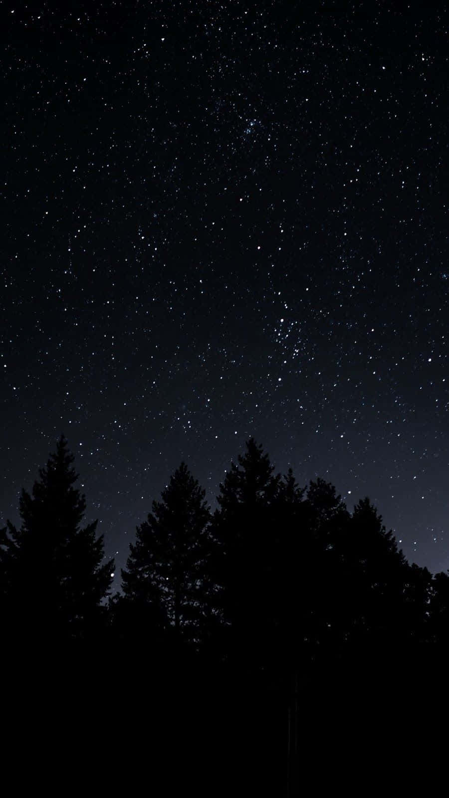 Fyrretræer i en mørk stjerneklar nat Wallpaper