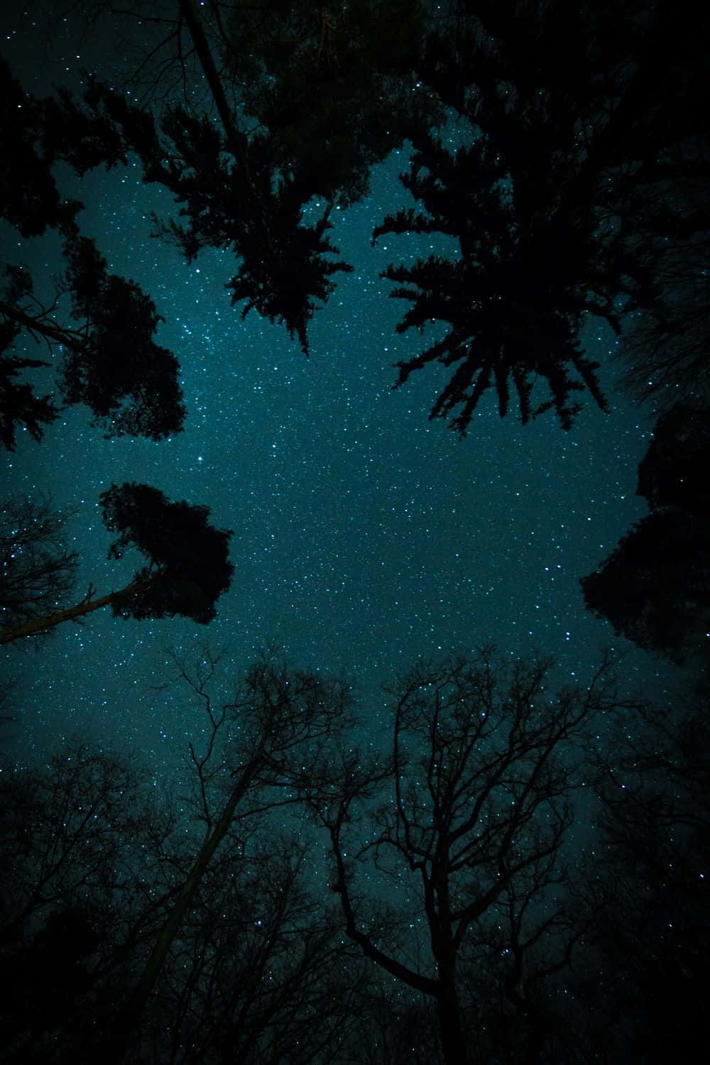Dark Starry Night Sky In Worm Eye View Wallpaper