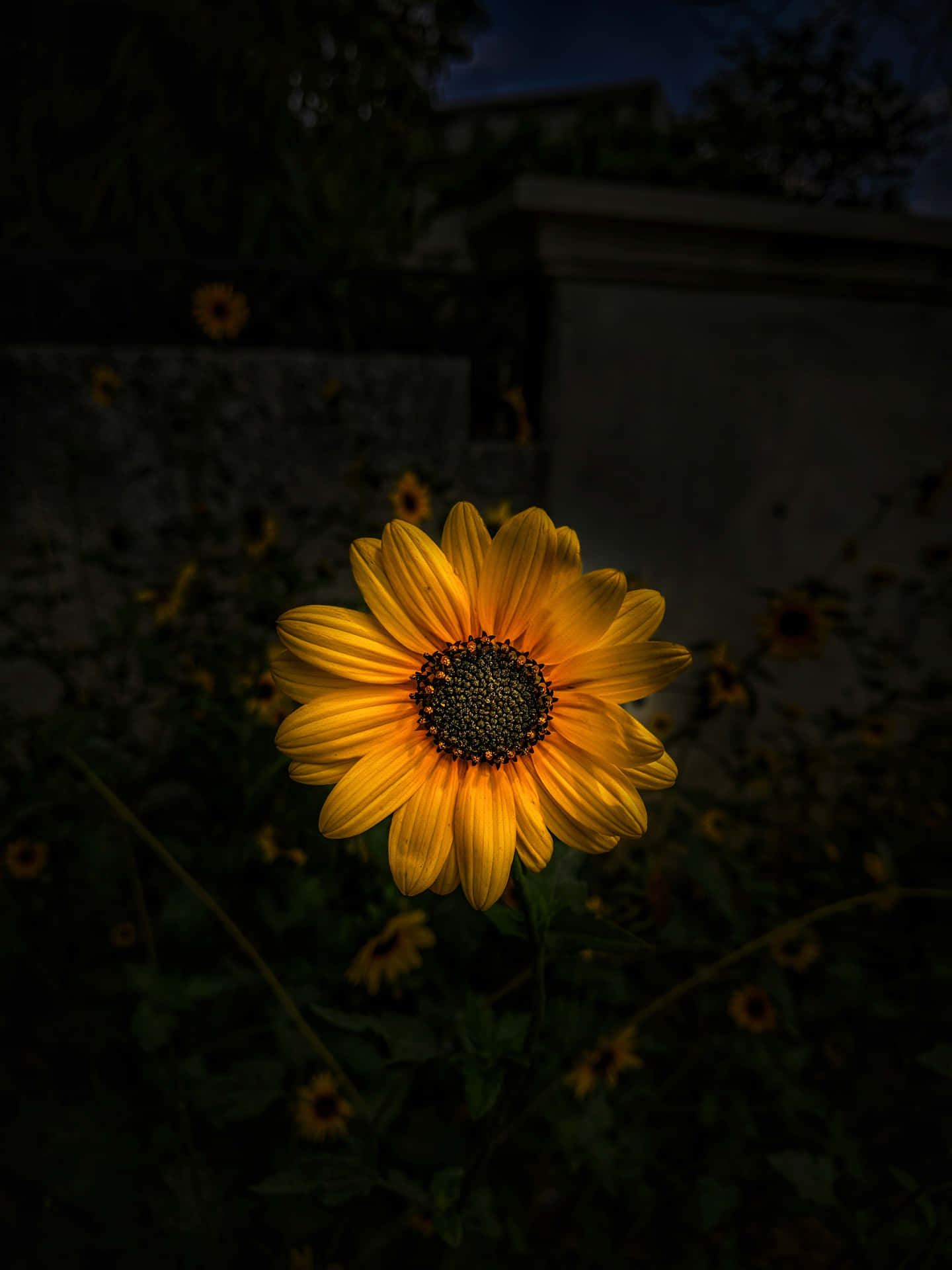 Image  'A Mysterious Dark Sunflower' Wallpaper