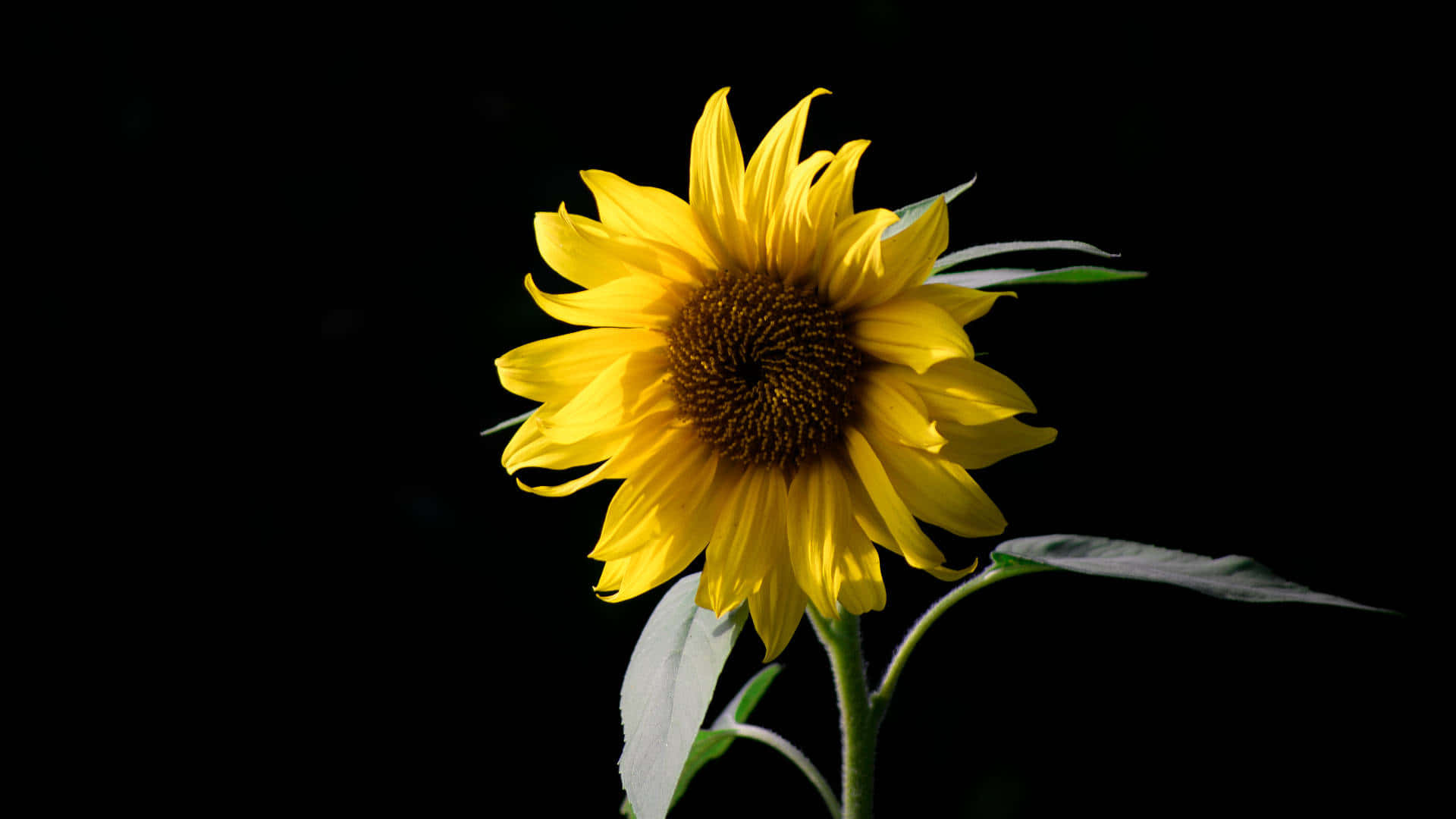 A dark sunflower in the sun Wallpaper