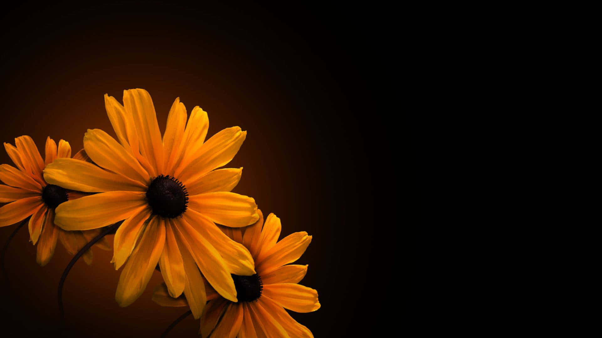 A Black Background With Yellow Flowers On It Wallpaper