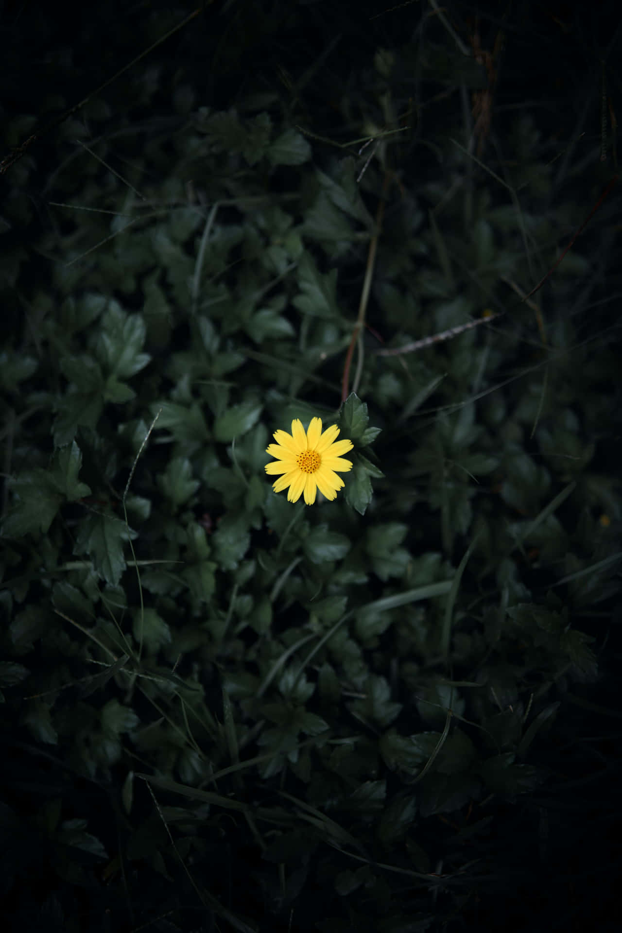 Einegelbe Blume Im Dunkeln. Wallpaper