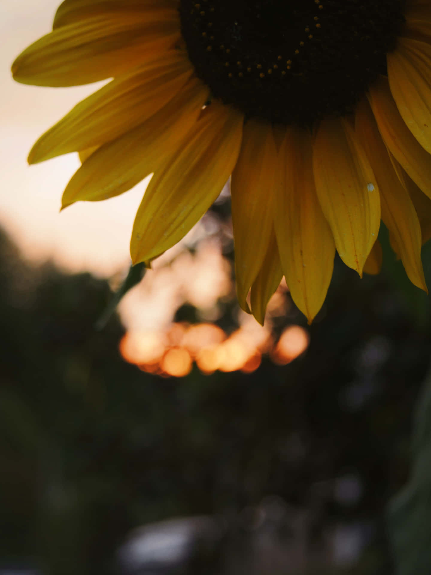 Einedunkle Sonnenblume Blüht Im Schatten. Wallpaper