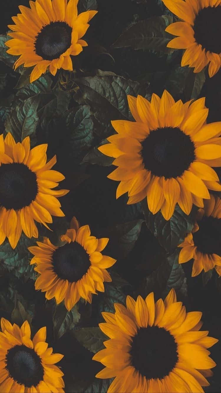 A bold, dark sunflower in full bloom Wallpaper