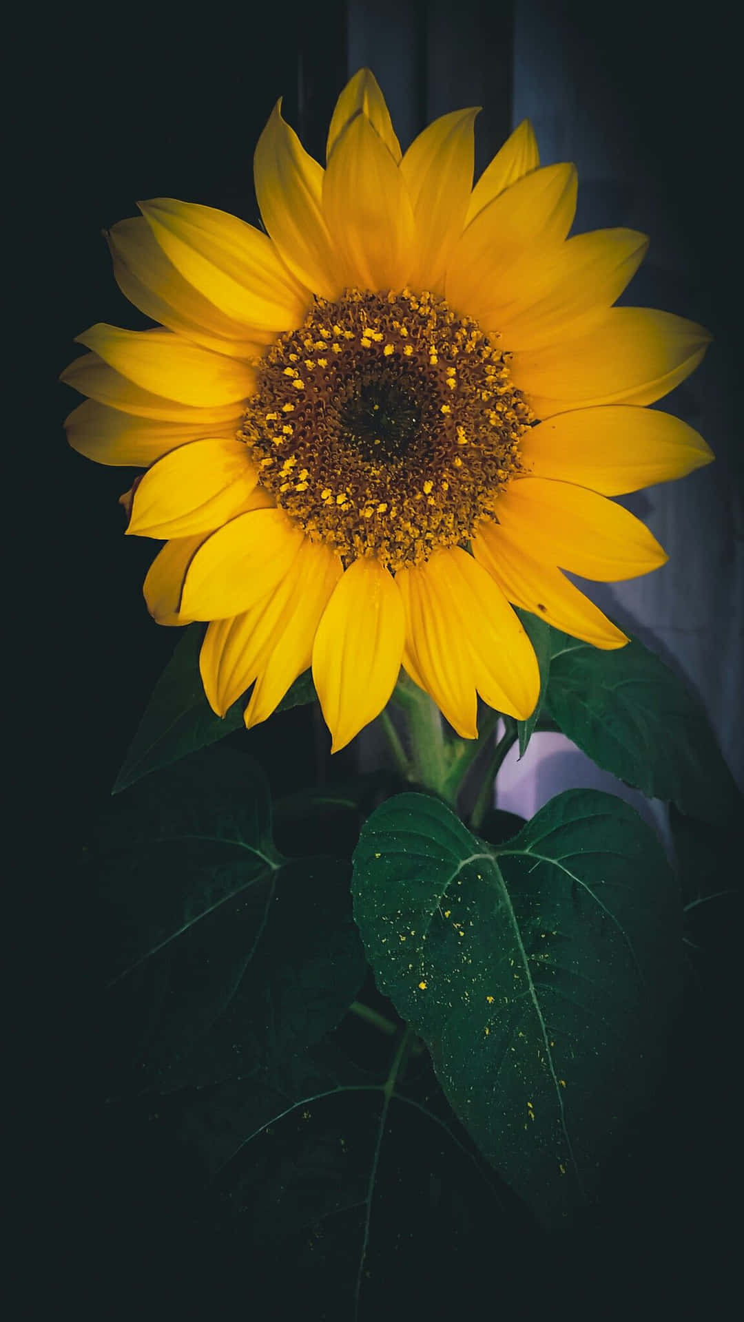 A Sunflower In A Window Wallpaper