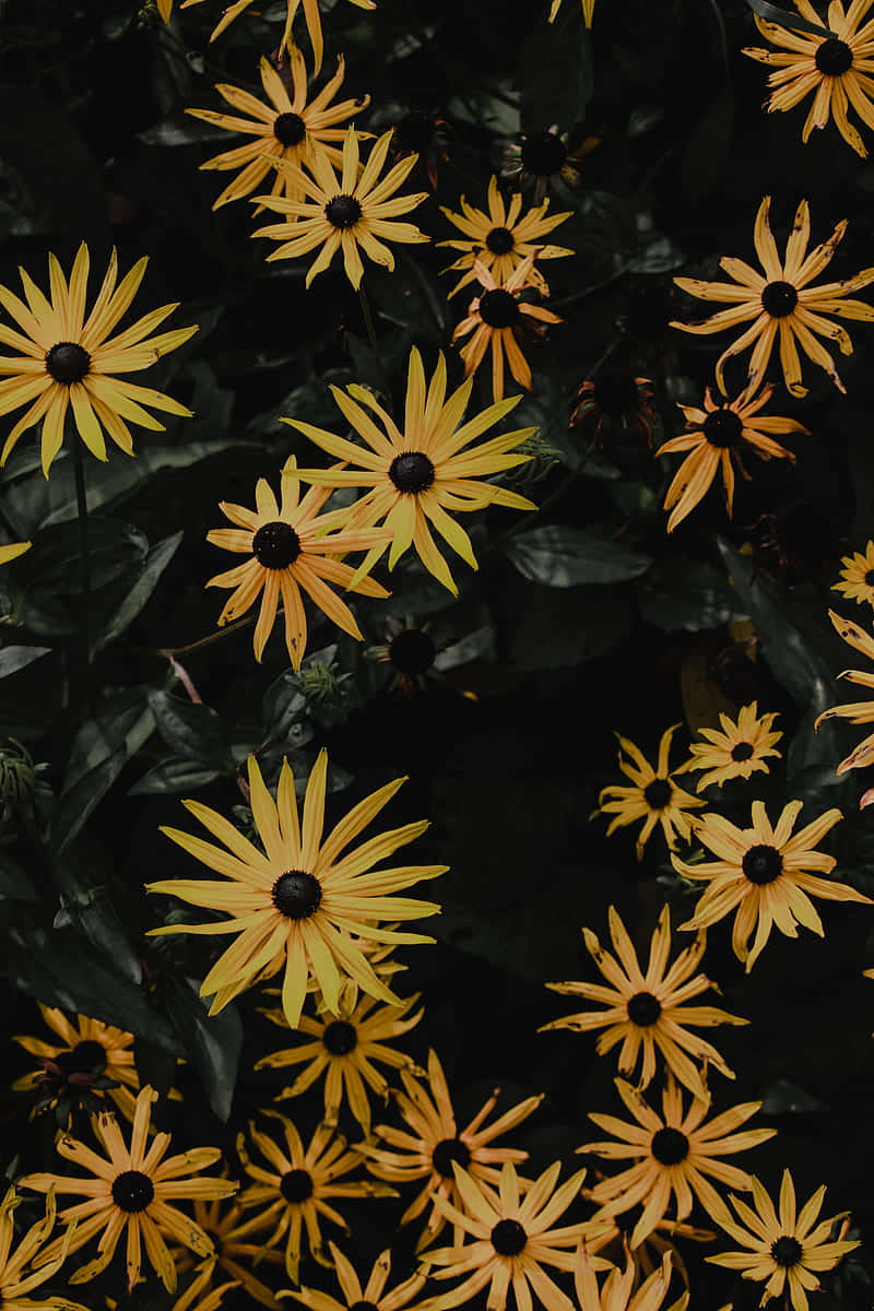 Eineprachtvolle Dunkle Sonnenblume In Einem Feld Voller Sonnenschein. Wallpaper