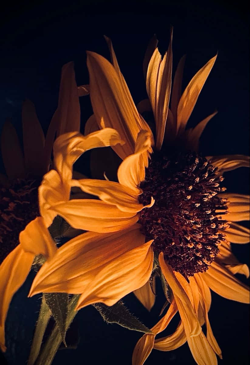 A Luminous Dark Sunflower Wallpaper