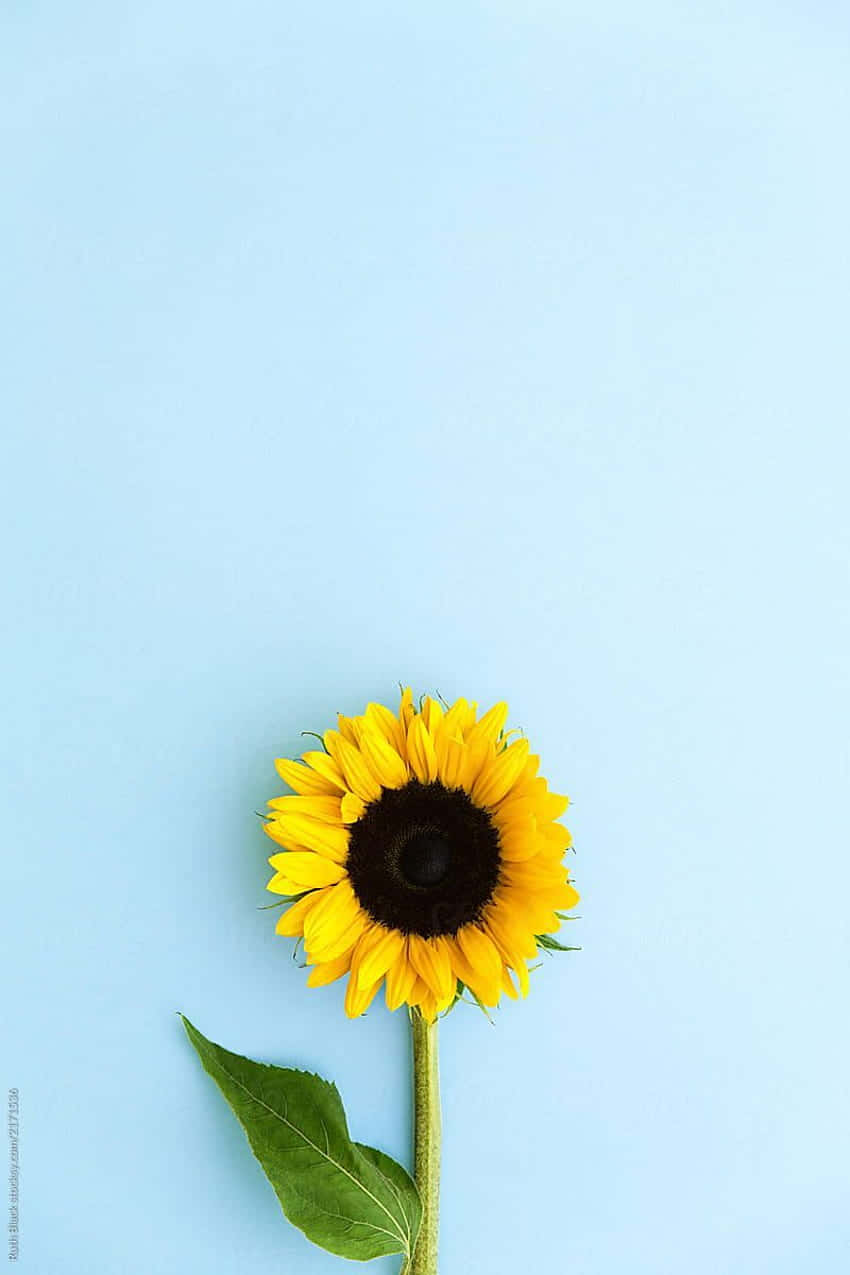 "The beauty of the dark sunflower" Wallpaper