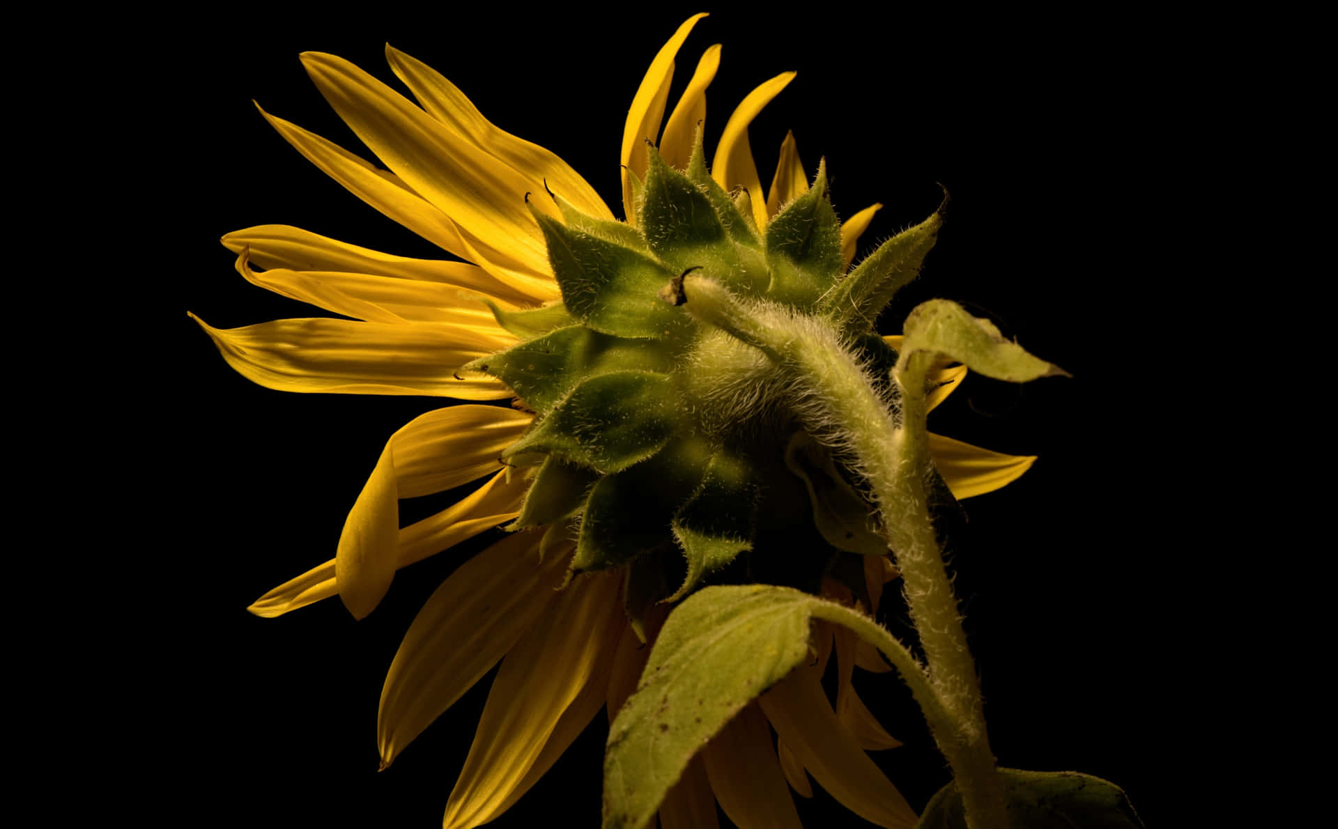 A dark hued sunflower in a field of wild grass Wallpaper