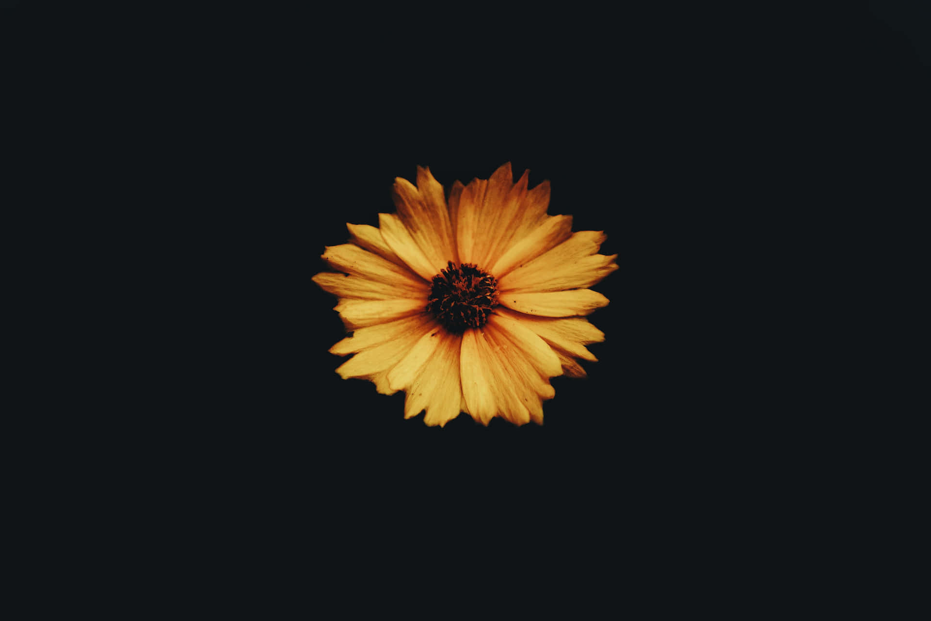 Eineatemberaubende Dunkle Sonnenblume In All Ihrer Pracht. Wallpaper
