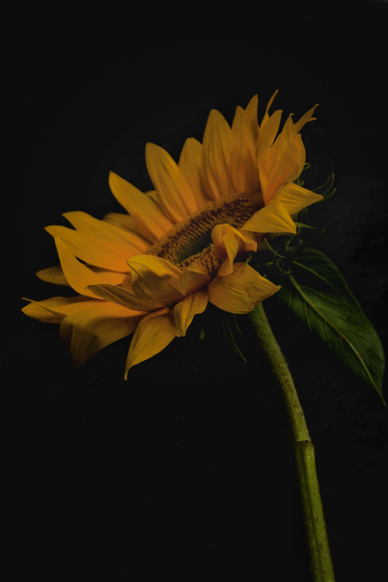 En mørk solsikke afgrænset af gule kronblade. Wallpaper