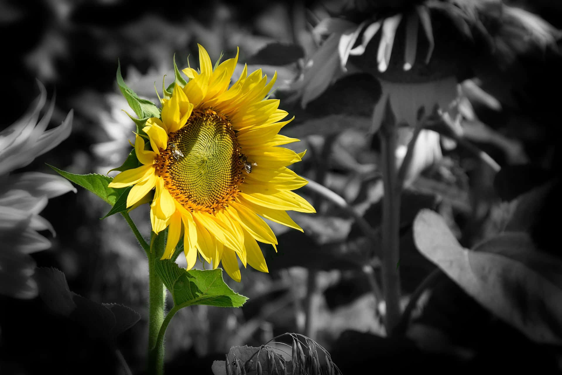 A dark sunflower basking in the sun Wallpaper