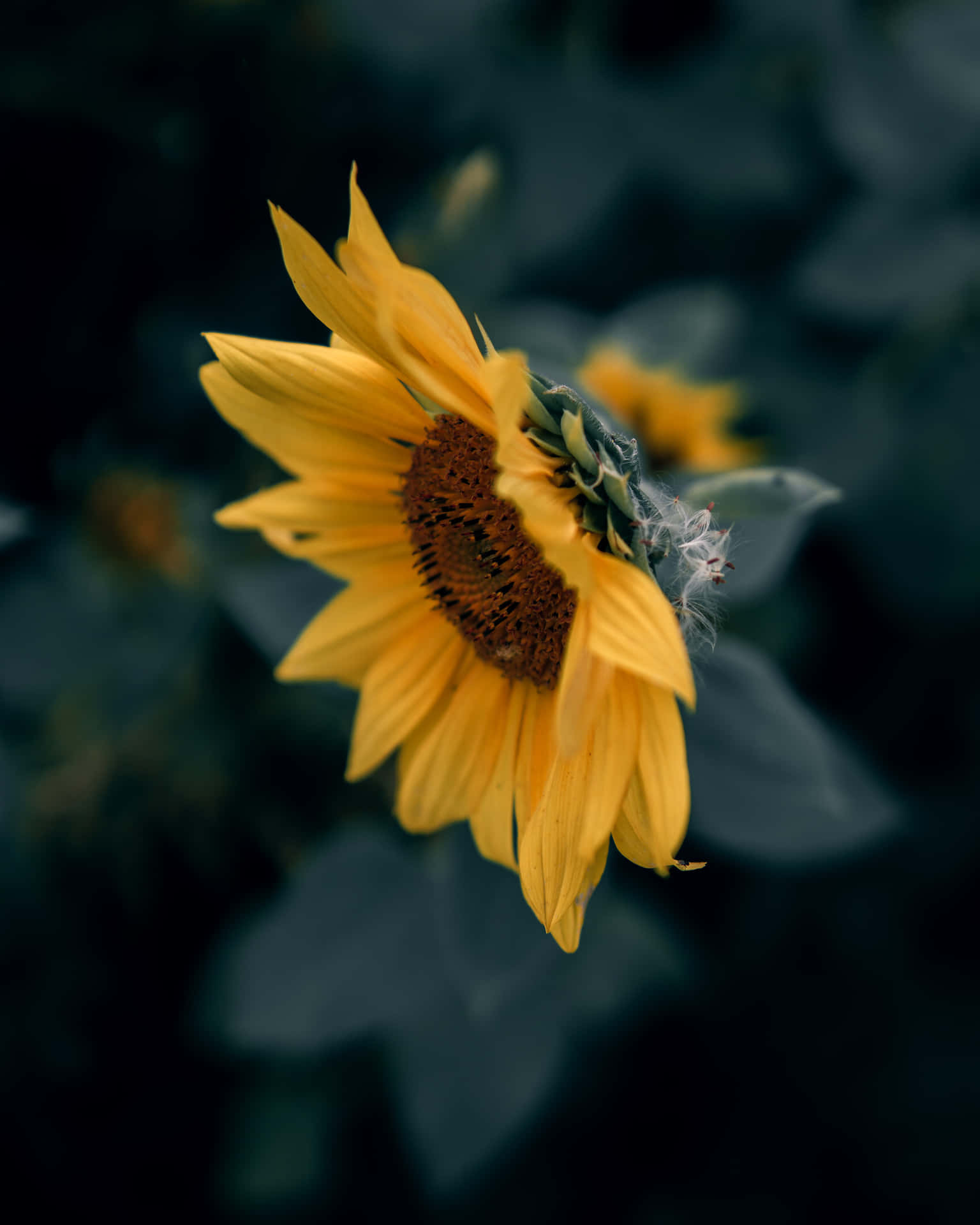 A Sunflower Is In The Dark With Leaves Around It Wallpaper