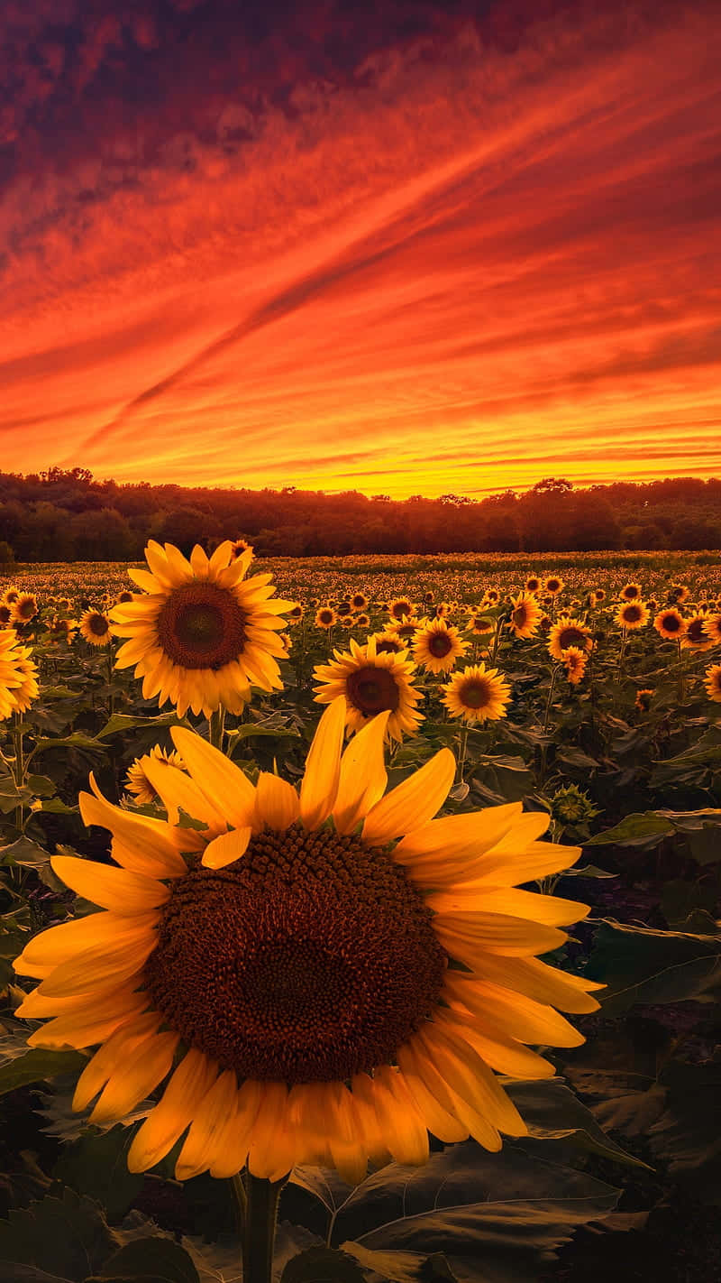 Einedunkle Sonnenblume, Die Zum Himmel Zeigt. Wallpaper