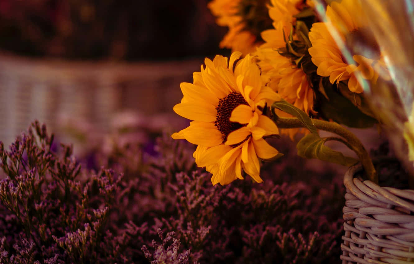 Atemberaubenderdunkler Sonnenblume Im Sommerwind Wallpaper