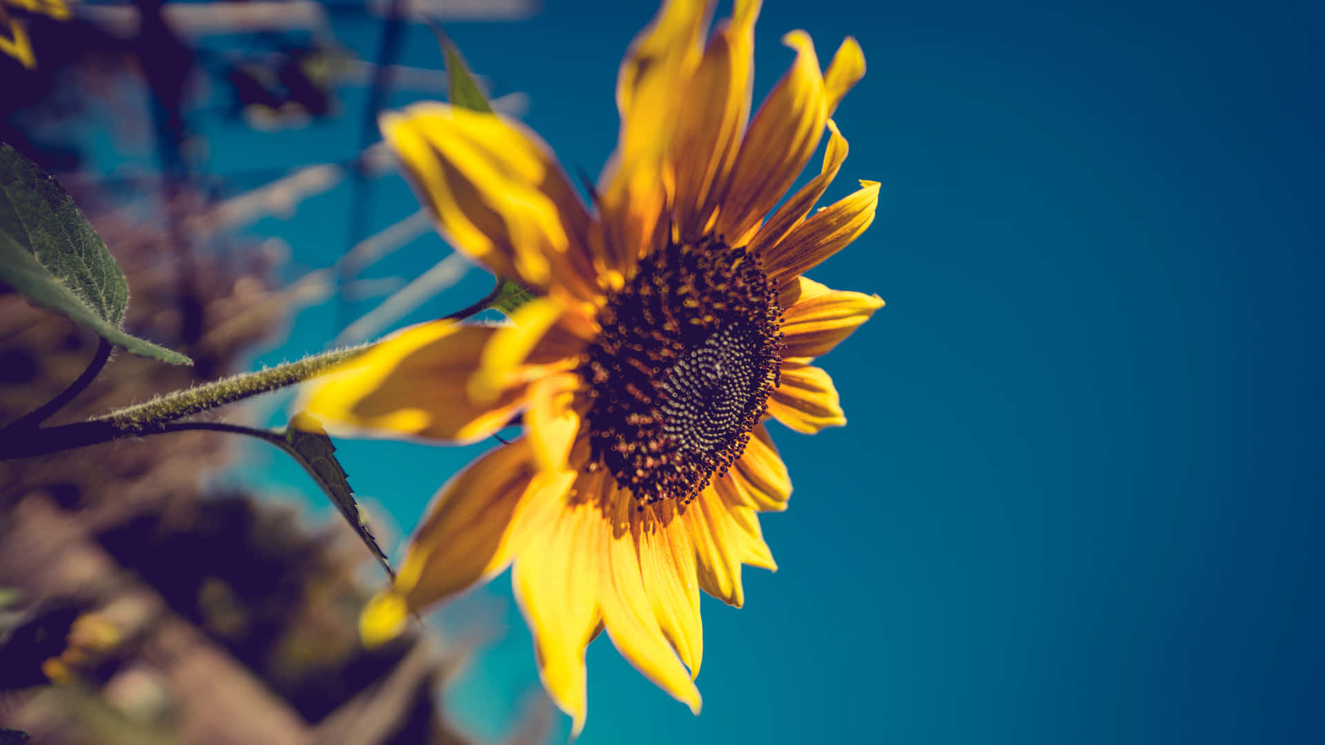 Eineeinzelne Dunkle Sonnenblume Blüht Mitten Im Hohen Gras. Wallpaper