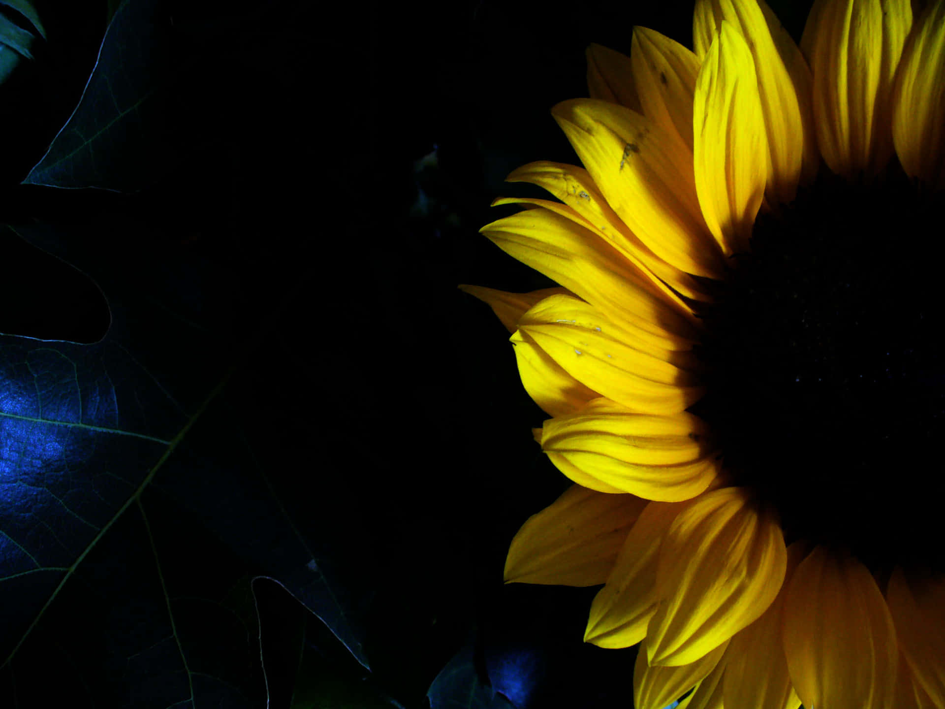 Nature's Dark Beauty - A Sunflower Wallpaper
