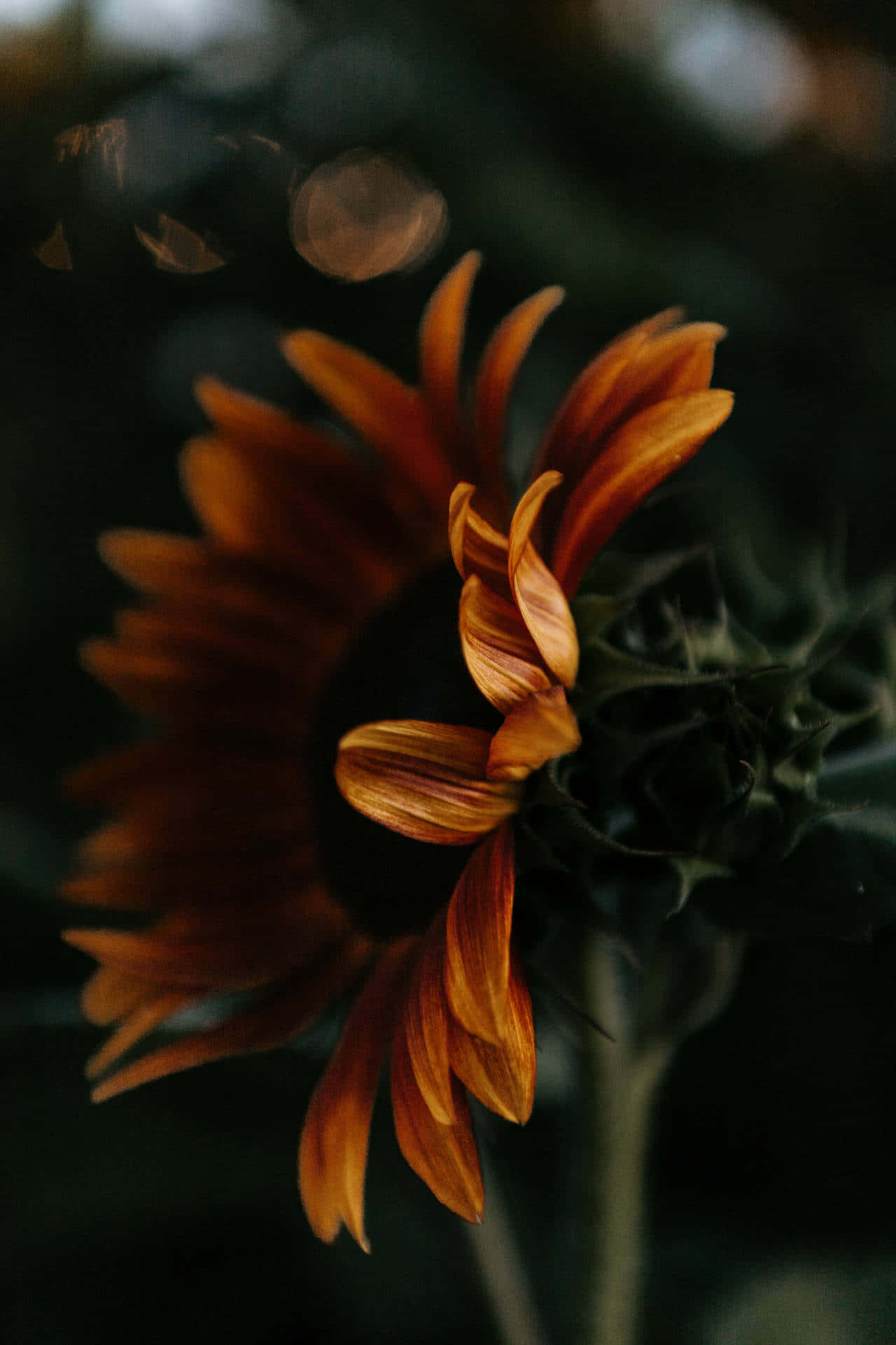 A single vibrant dark sunflower against a brown backdrop Wallpaper