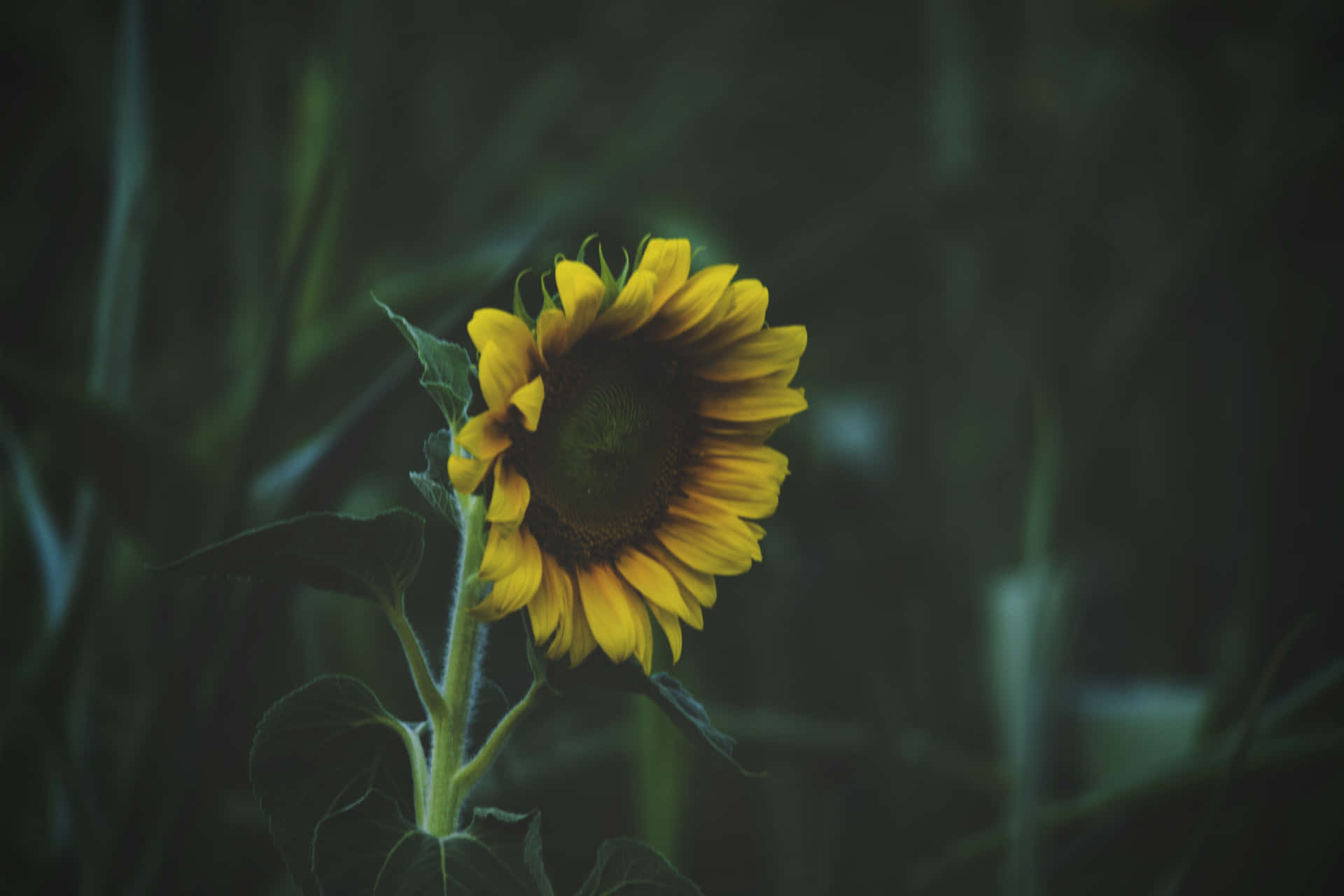 En mørk solsikke i fuld blomst Wallpaper