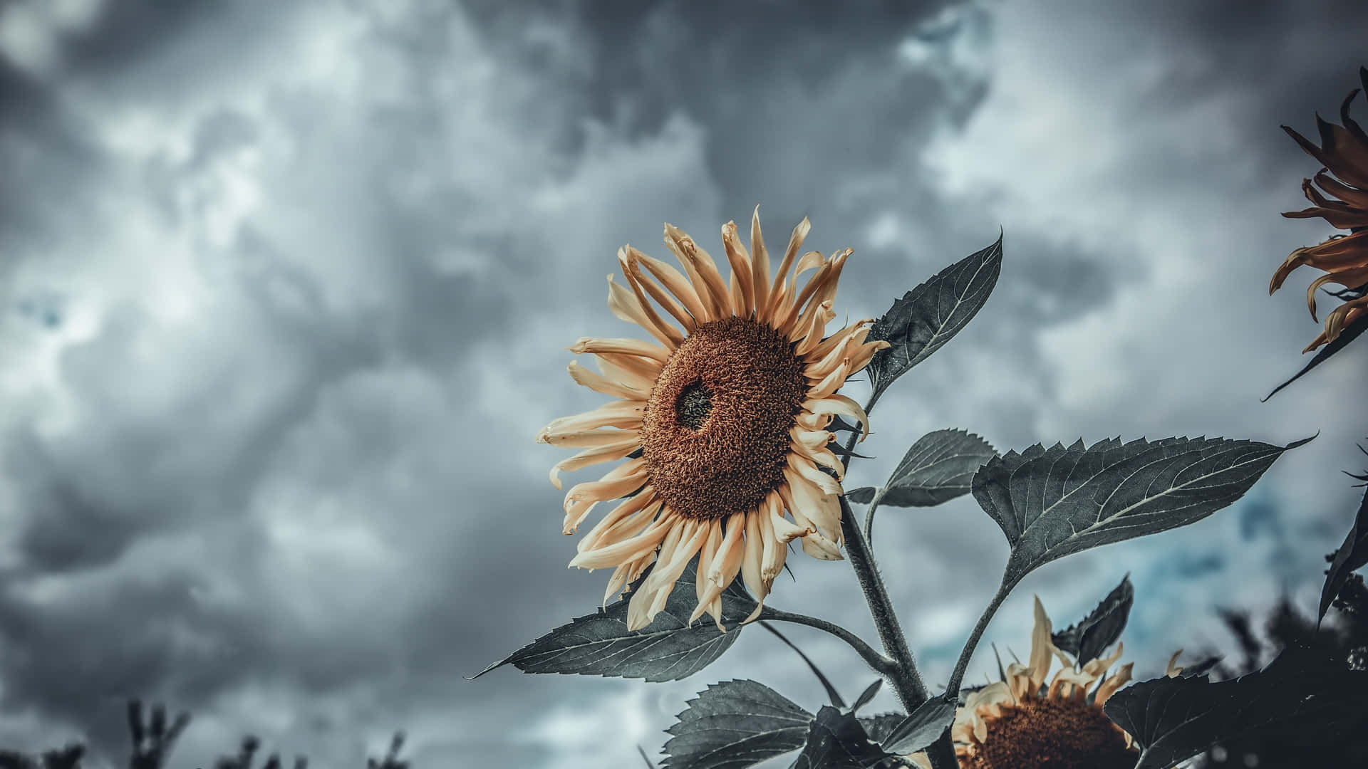 Sunflowers In The Field With A Cloudy Sky Wallpaper