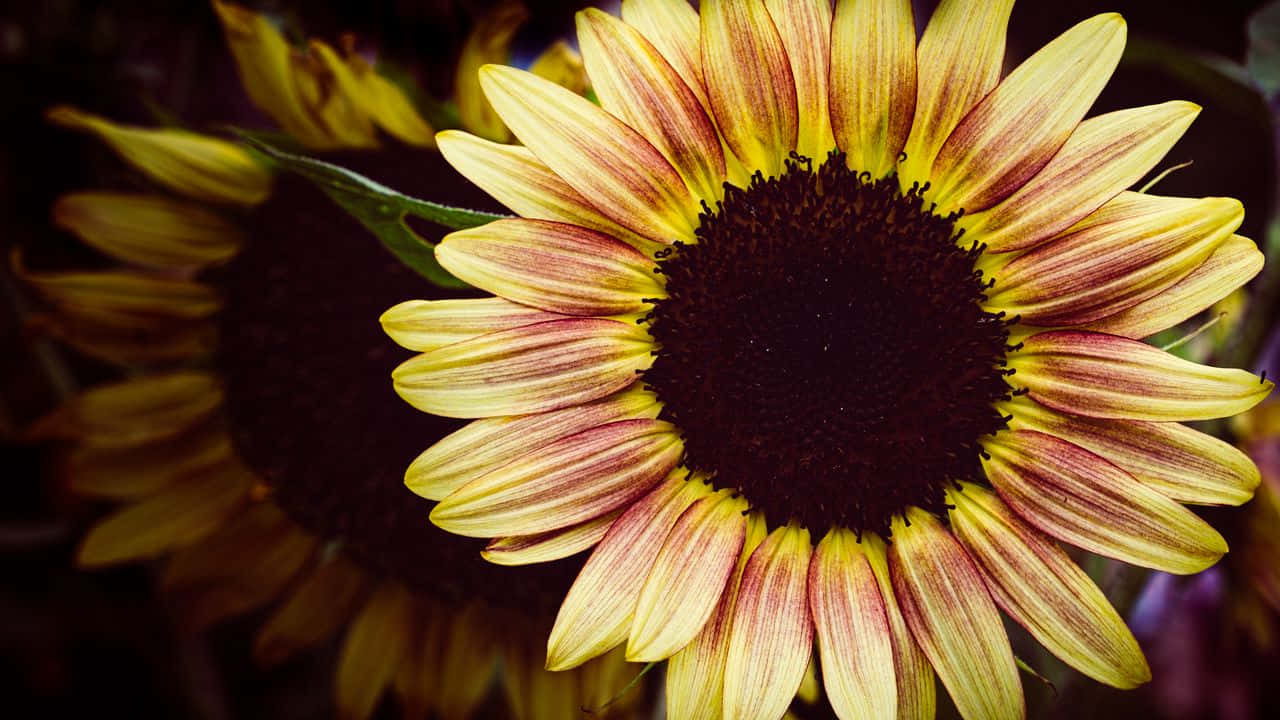 Einedunkle Sonnenblume, Kontrastreich Und Dennoch Schön Wallpaper
