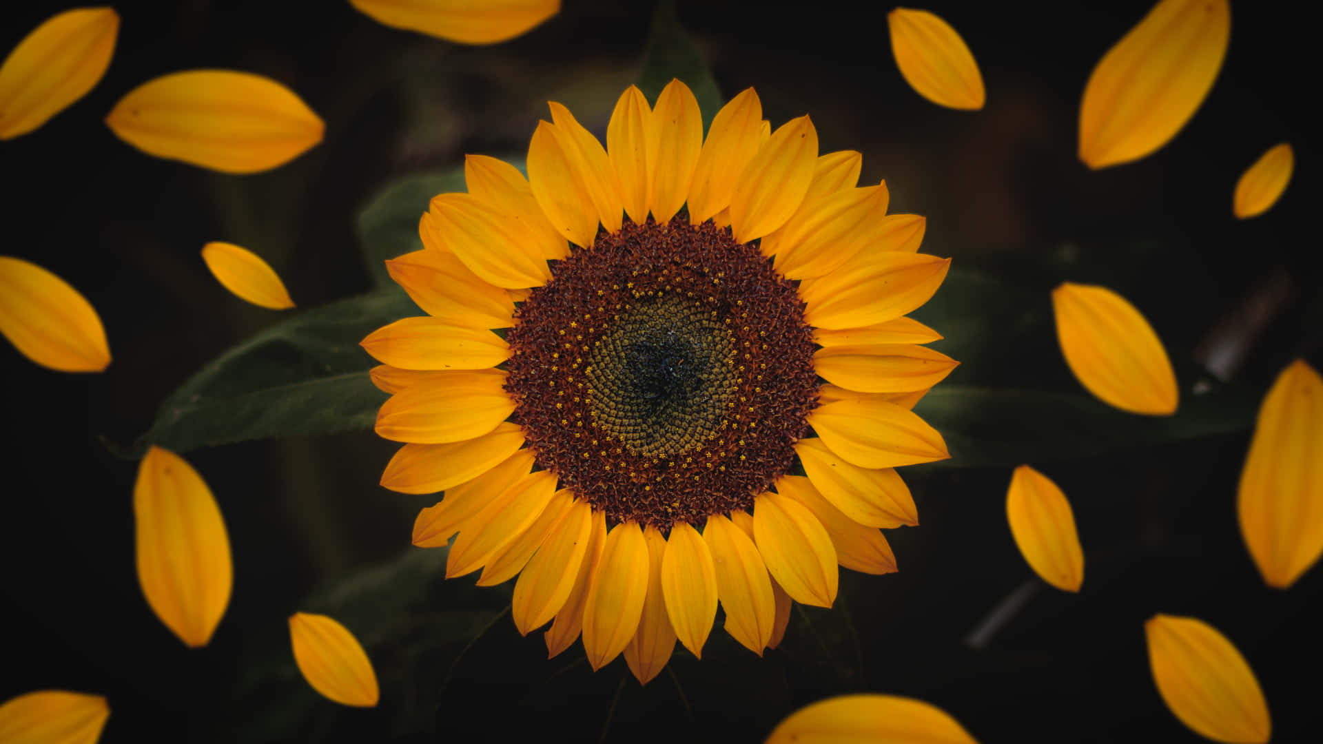 Sonnenblumenhintergrundbilder In Hd Wallpaper