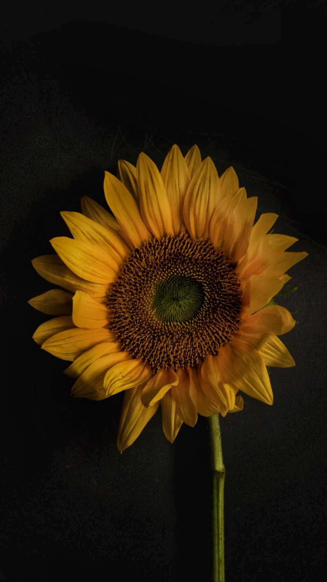 The Rich Dark Color of a Sunflower Petal Wallpaper