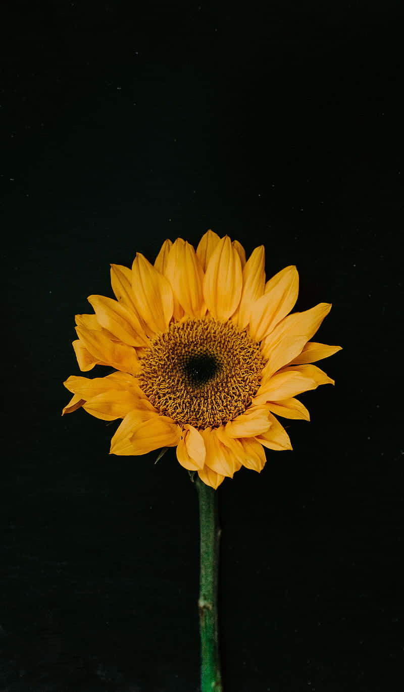 A Sunflower On A Black Background Wallpaper