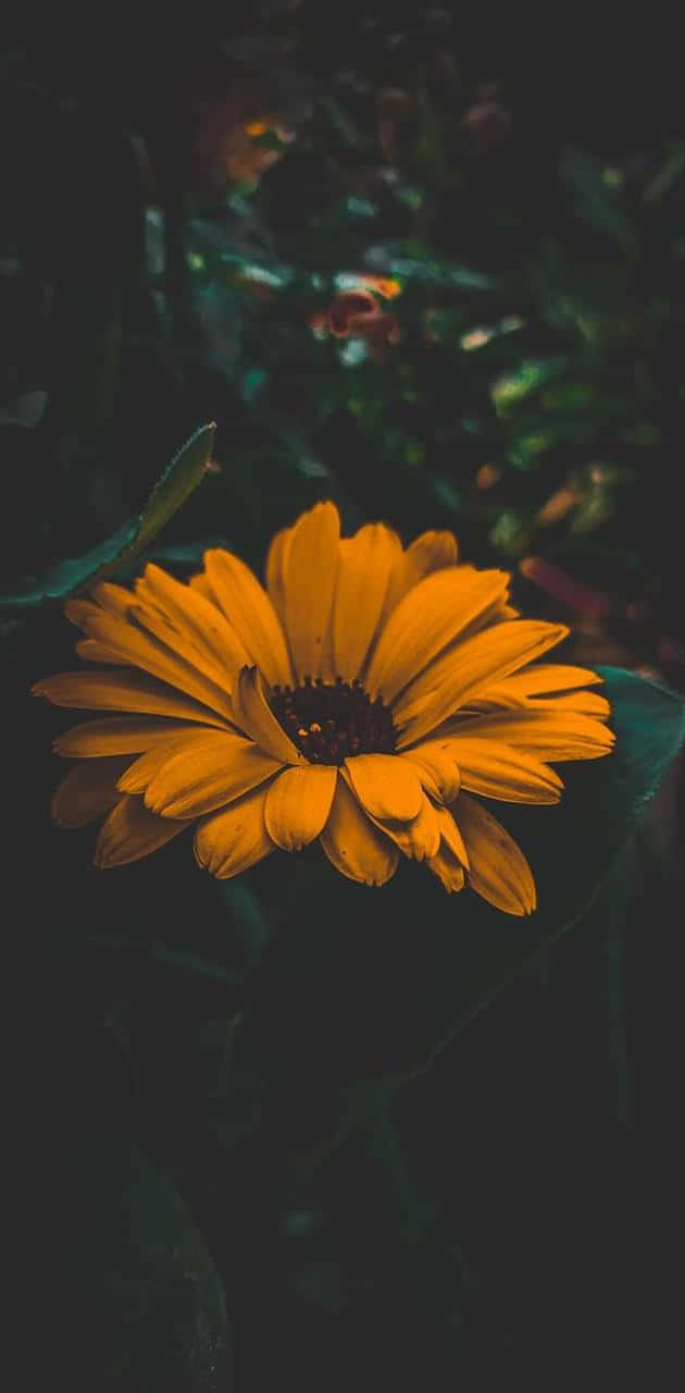 Eineeinzelne Dunkle Sonnenblume, Die Hoch Gegen Einen Hellen Sonnigen Tag Steht. Wallpaper