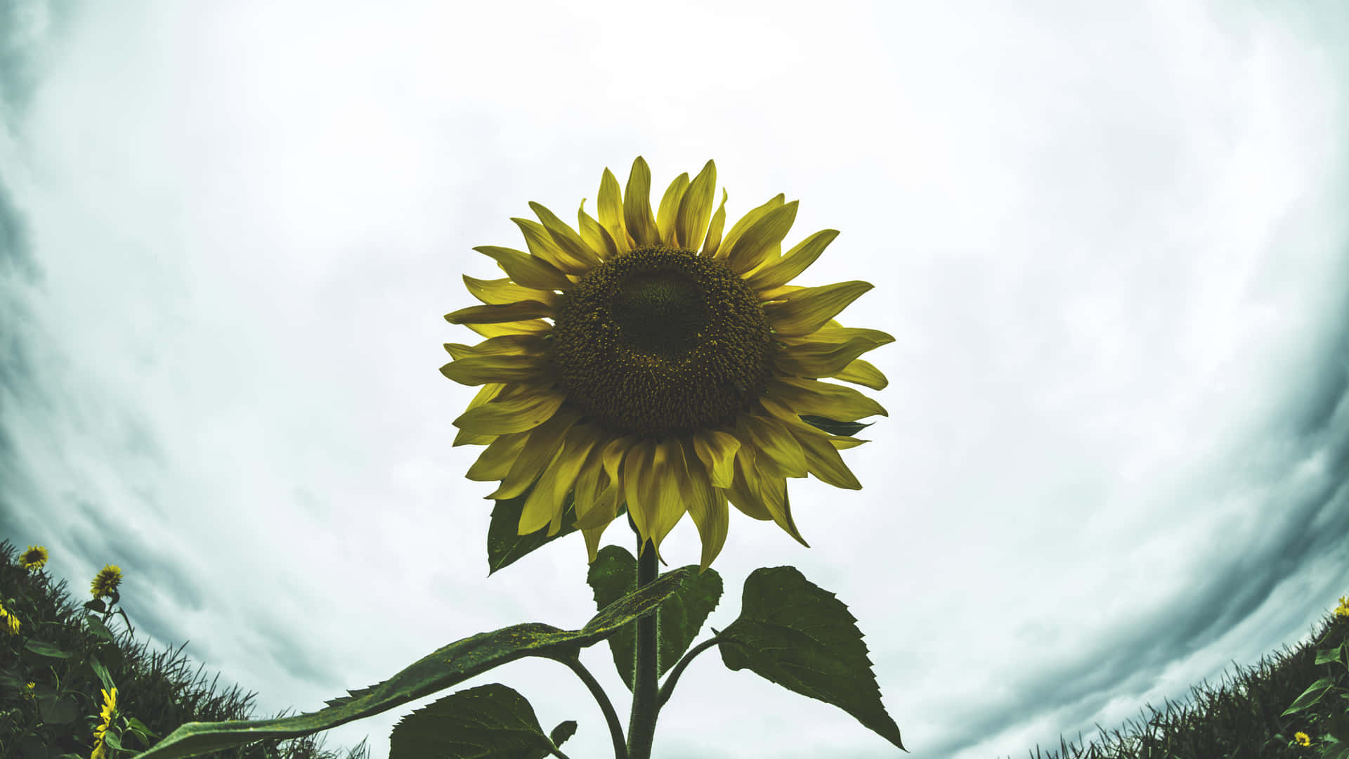 A Sunflower In A Field With A Cloudy Sky Wallpaper