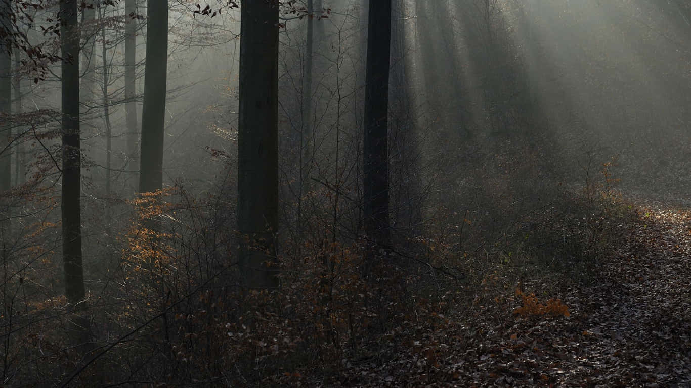 Dark Tales: A Spooky Forest Adventure Wallpaper